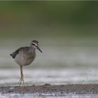 Wood Sandpiper