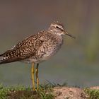 Wood Sandpiper