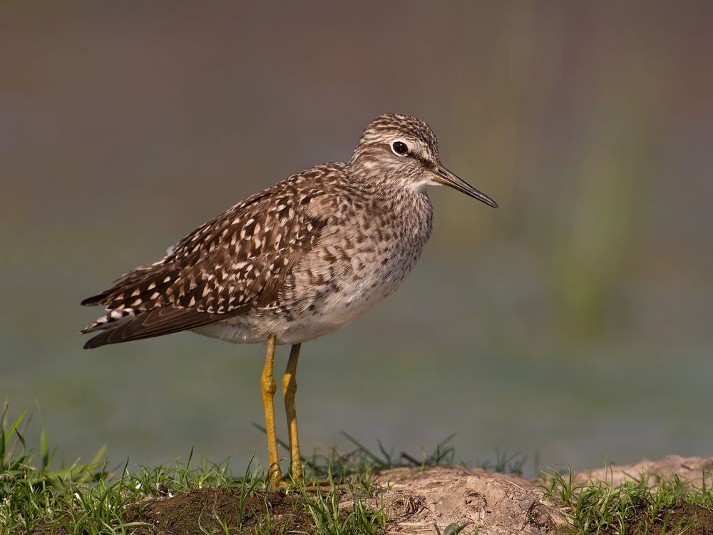 Wood Sandpiper