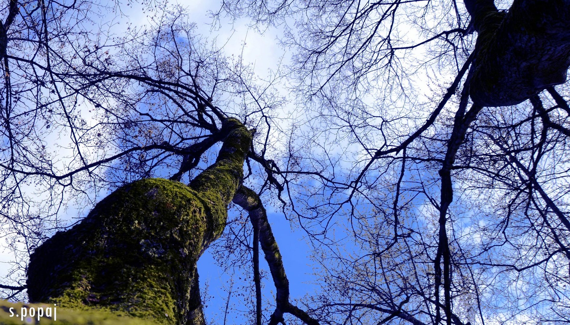 wood sky