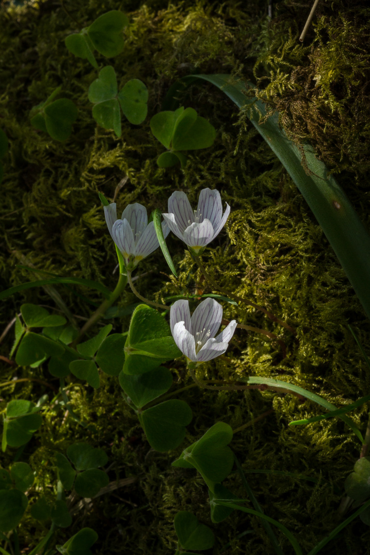 Wood Sorrel