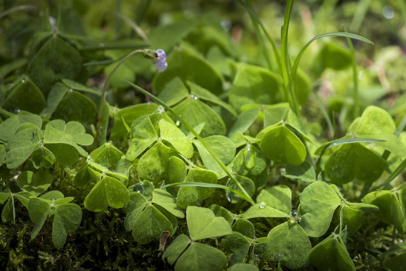 Wood Sorrel after rain