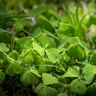 Wood Sorrel after rain