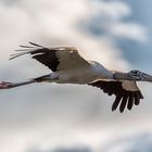 Wood Stork 1