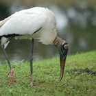 Wood Stork