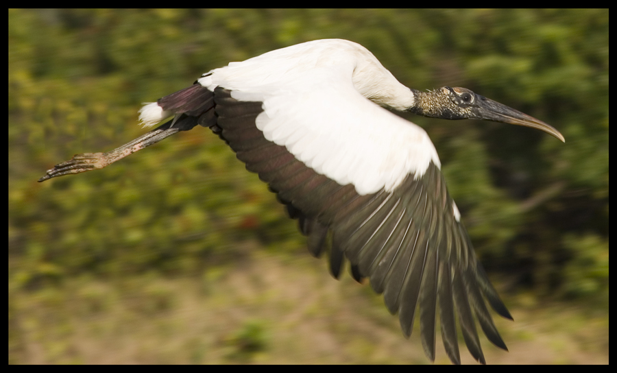 Wood Stork In Flight