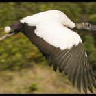 Wood Stork In Flight