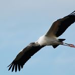 Wood Stork - Mycteria americana