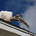 wood stork - mycteria americana