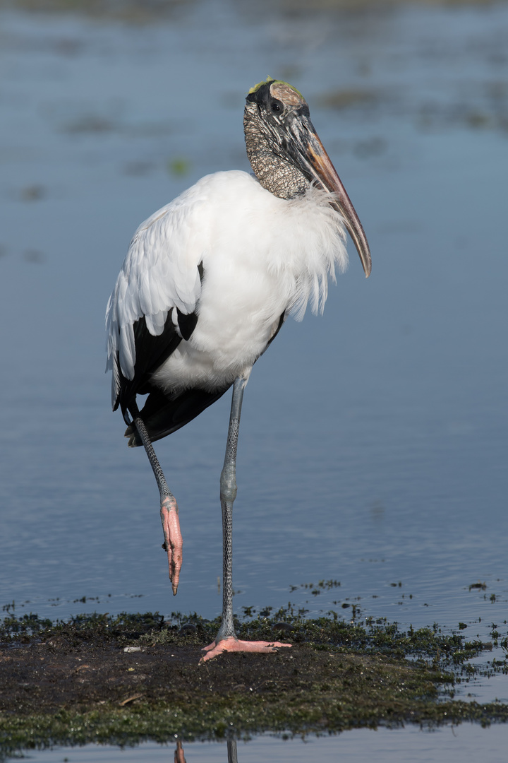 WOOD STORK / WALDSTORCH