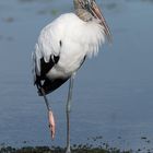 WOOD STORK / WALDSTORCH