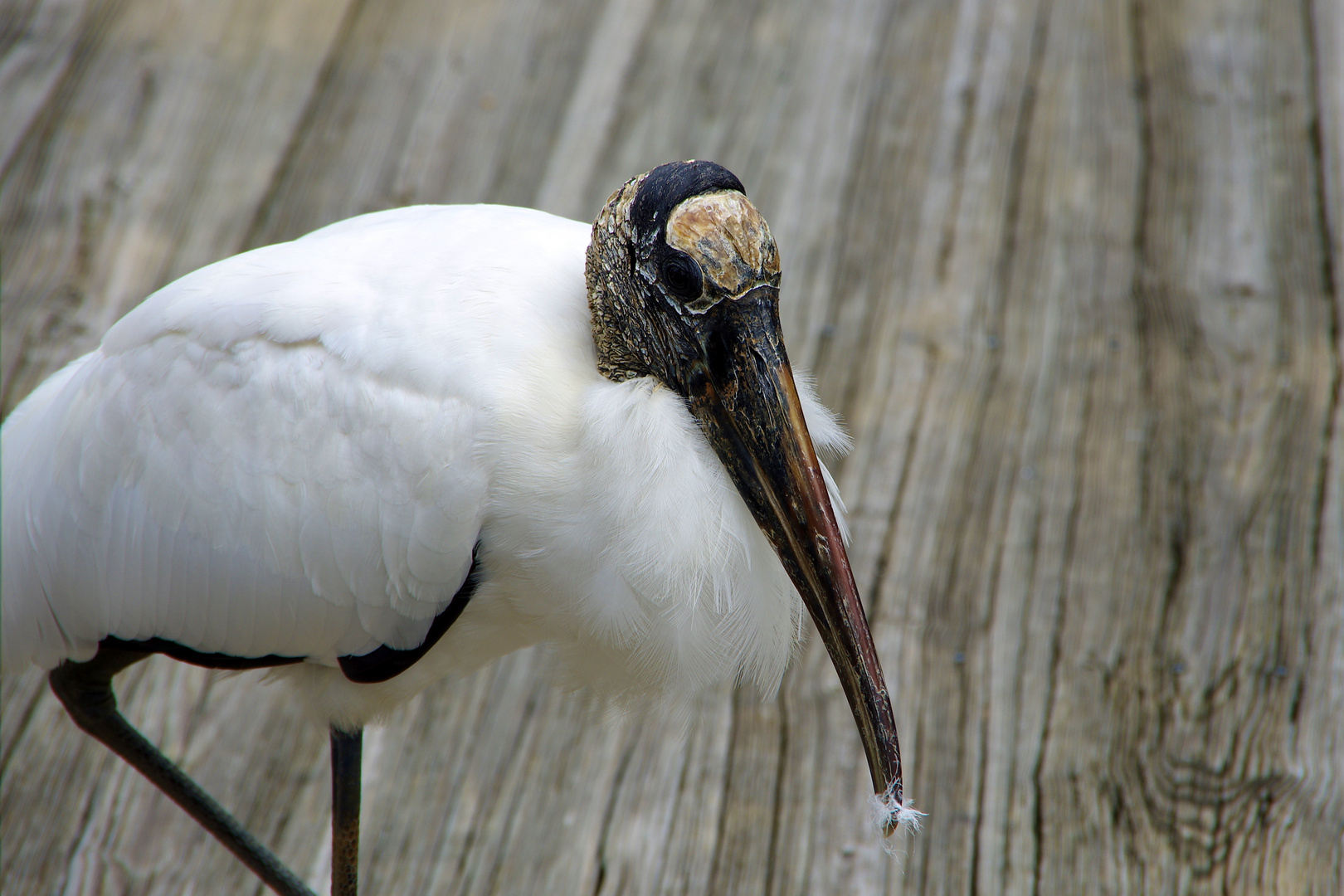 Wood Stork - Waldstorch - Mycteria americana