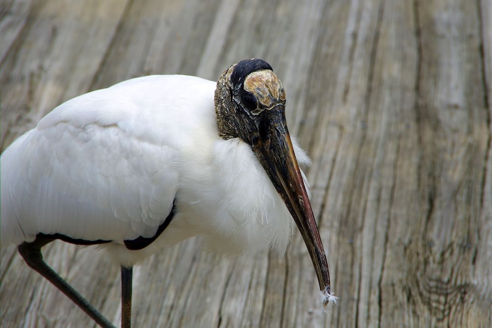 Wood Stork - Waldstorch - Mycteria americana