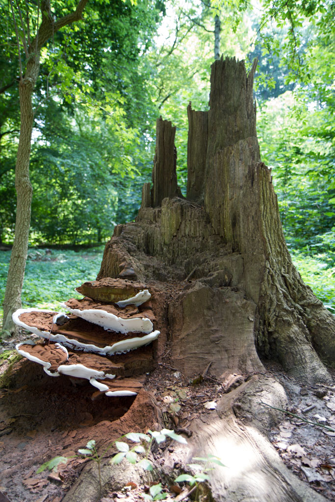 Wood Throne