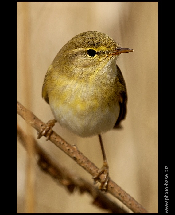 Wood Warbler