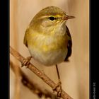 Wood Warbler