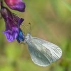 Wood White Butterfly