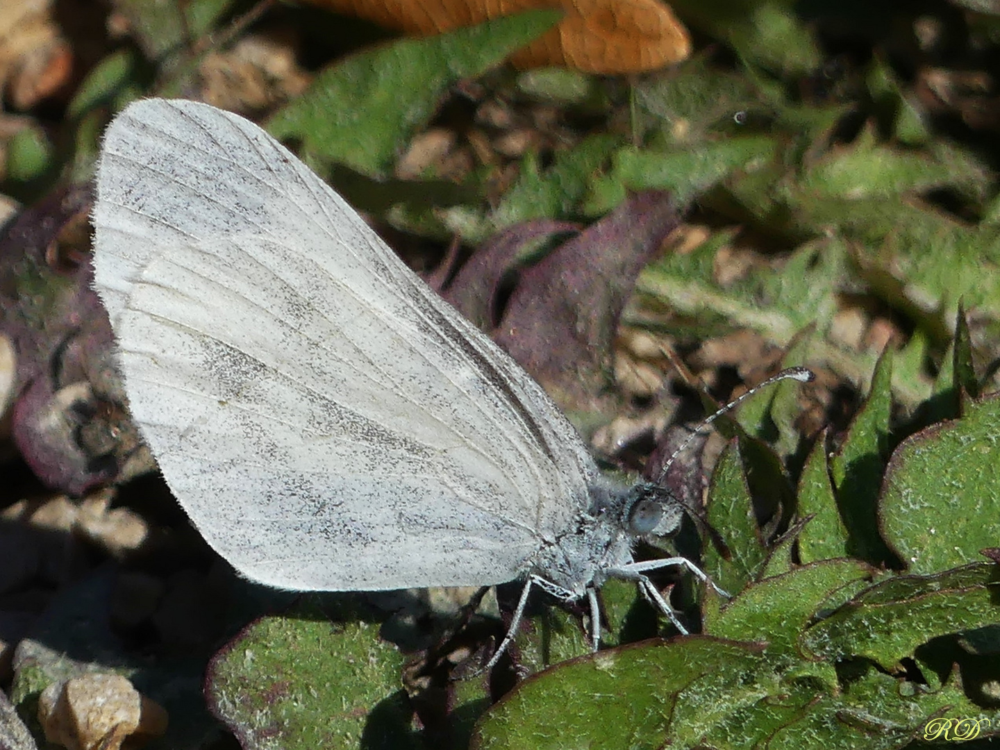 Wood white ? ...Weißling...zart und klein...