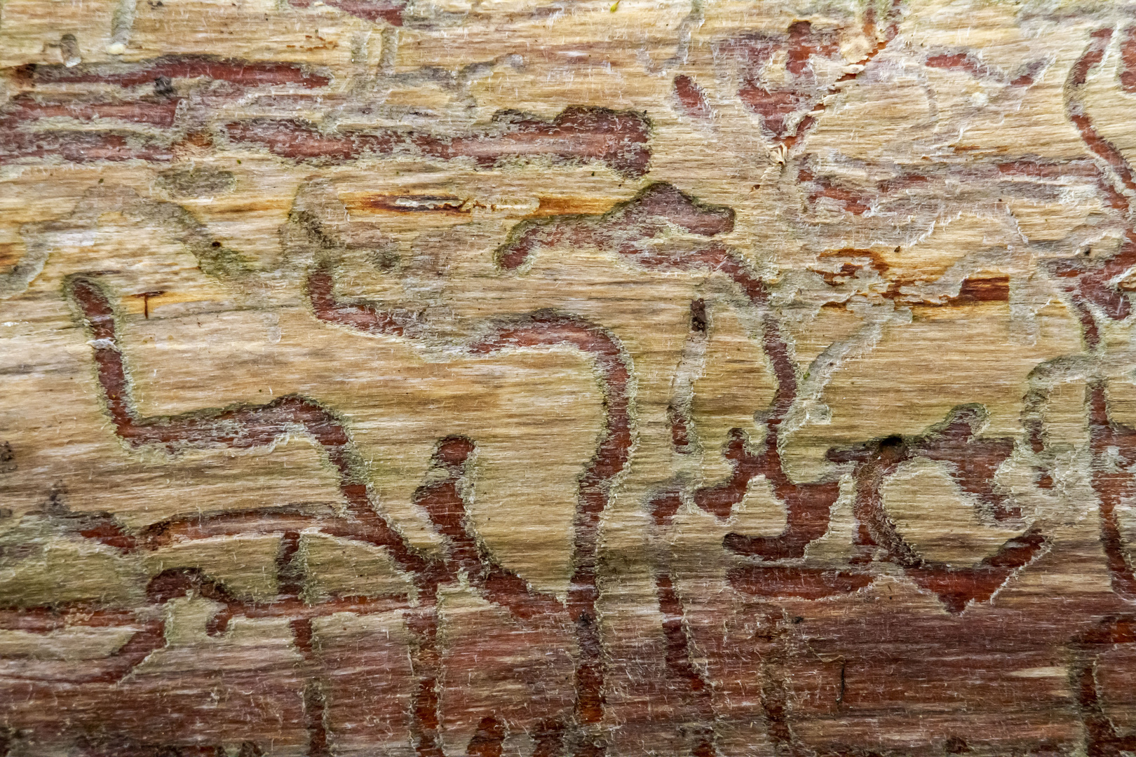 Wooden Art - Holzwege