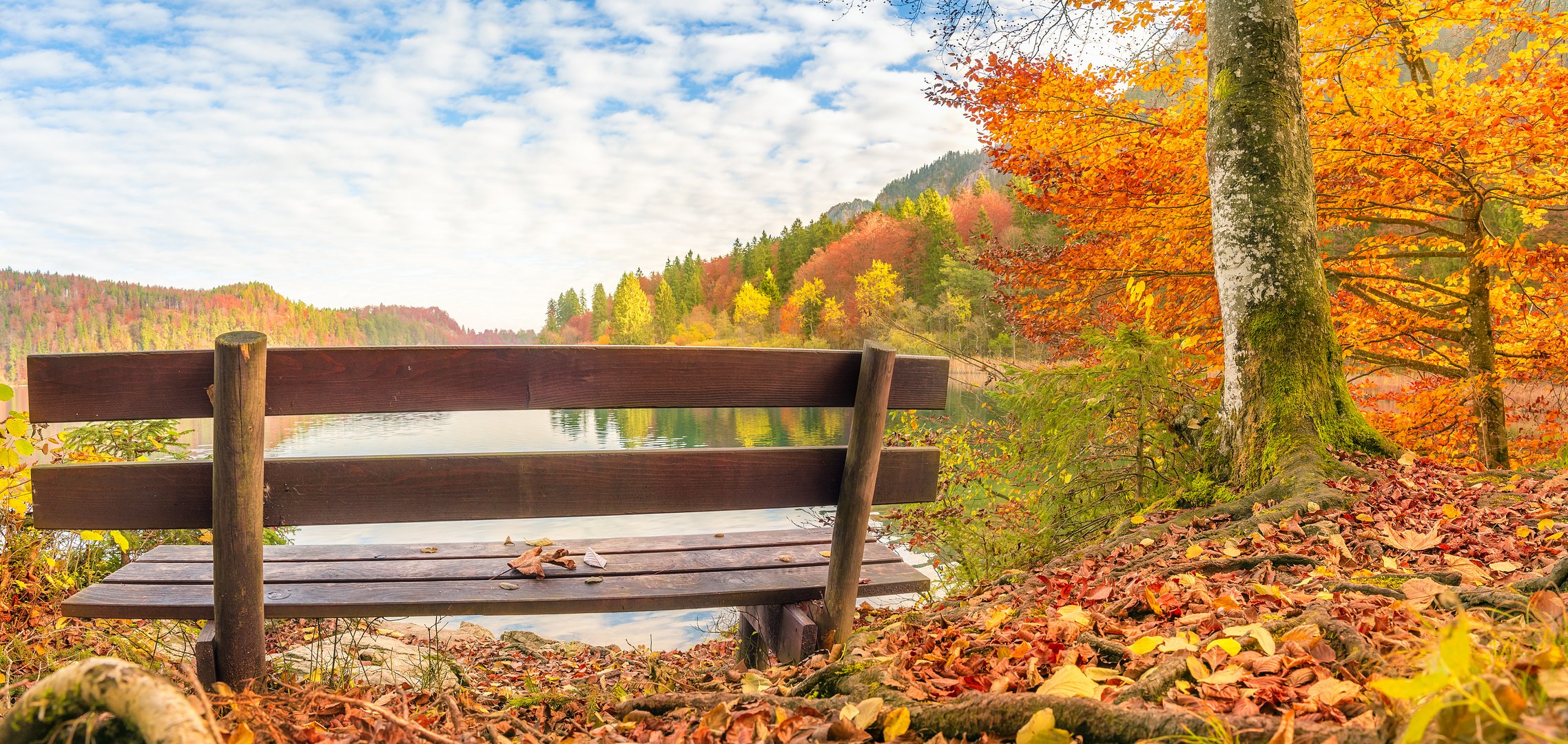 Wooden bench in an autumn landscape