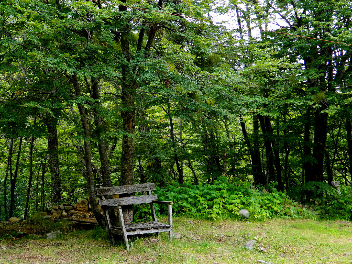 Wooden Chair