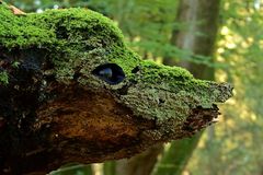 Wooden creature