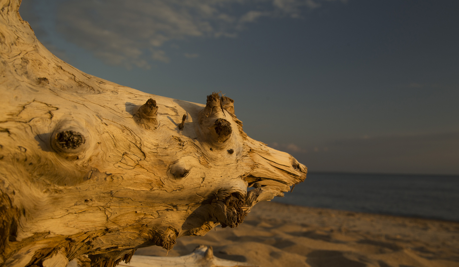 wooden fantasy animal in the seashore