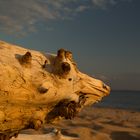 wooden fantasy animal in the seashore