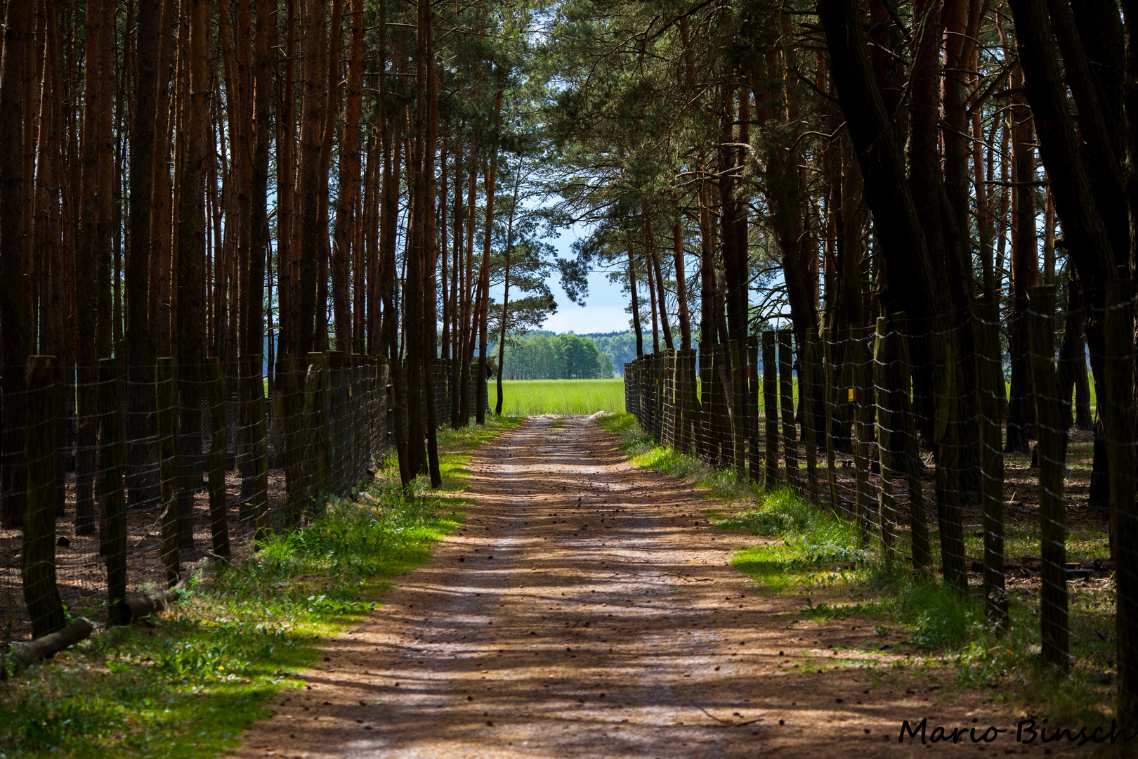 wooden fences