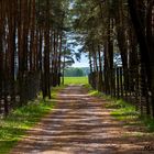 wooden fences