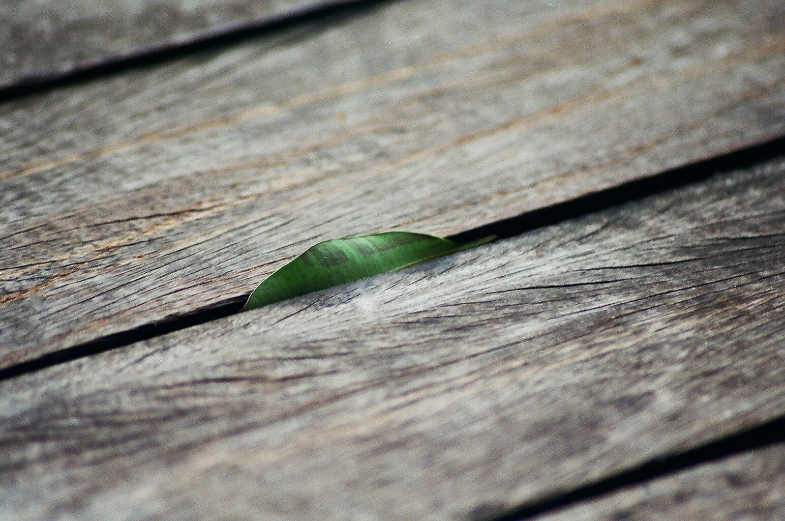 Wooden floor with a leaf of the tree