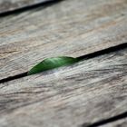 Wooden floor with a leaf of the tree