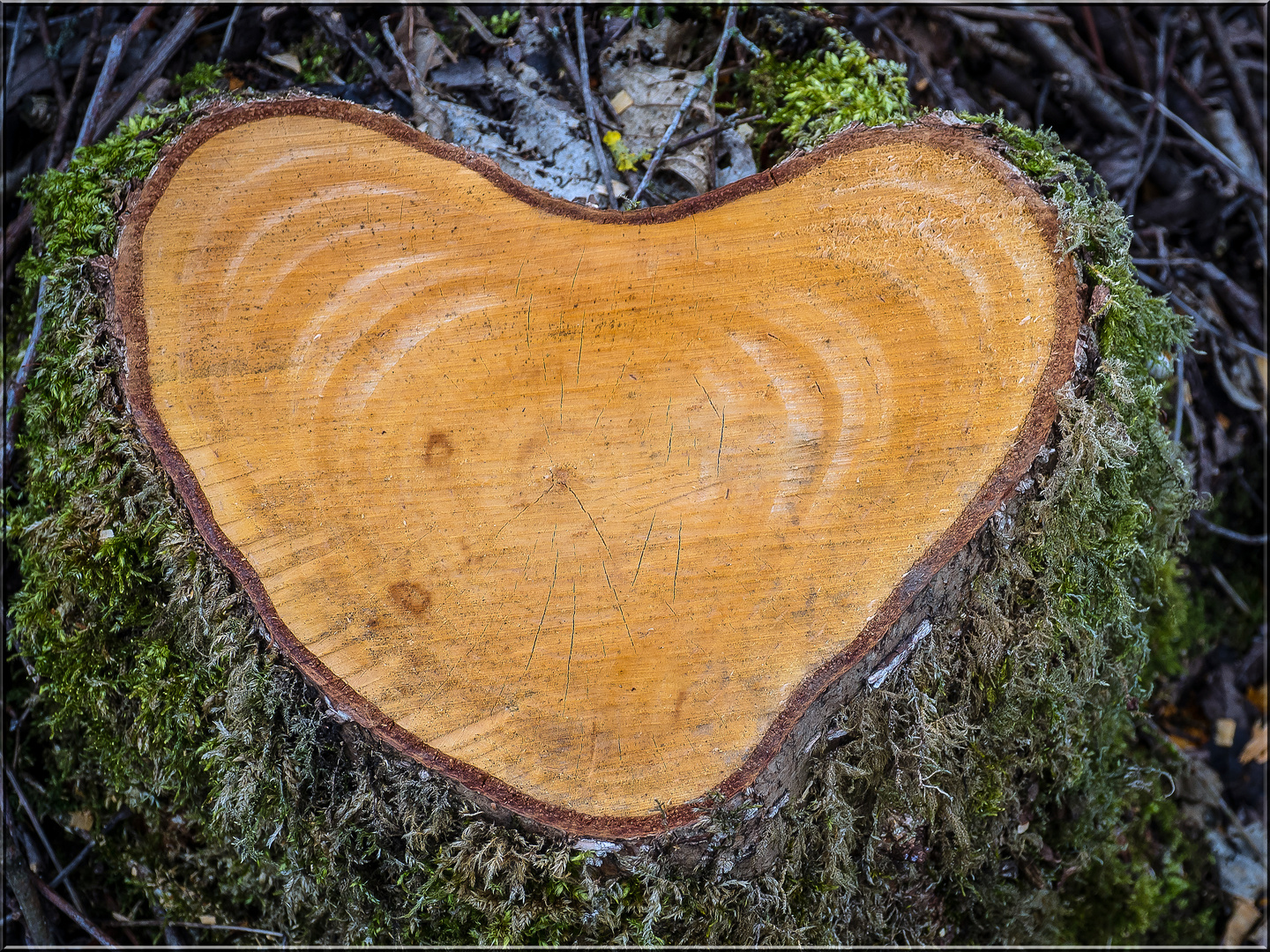 Wooden Heart