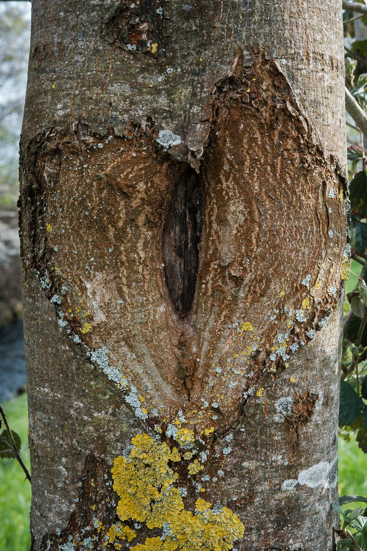 Wooden Heart