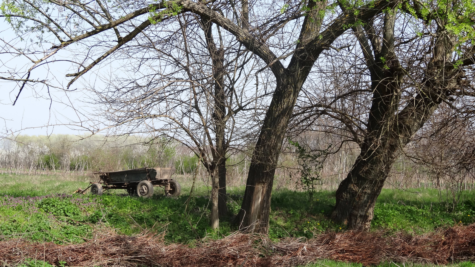 Wooden horse  wagon abandoned