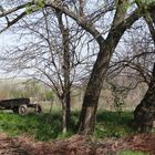 Wooden horse  wagon abandoned