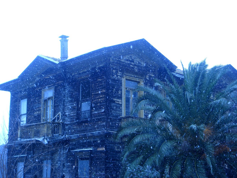 wooden house and palm tree under snow