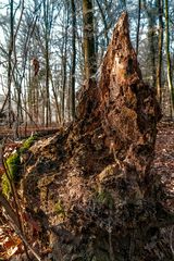 Wooden mountain