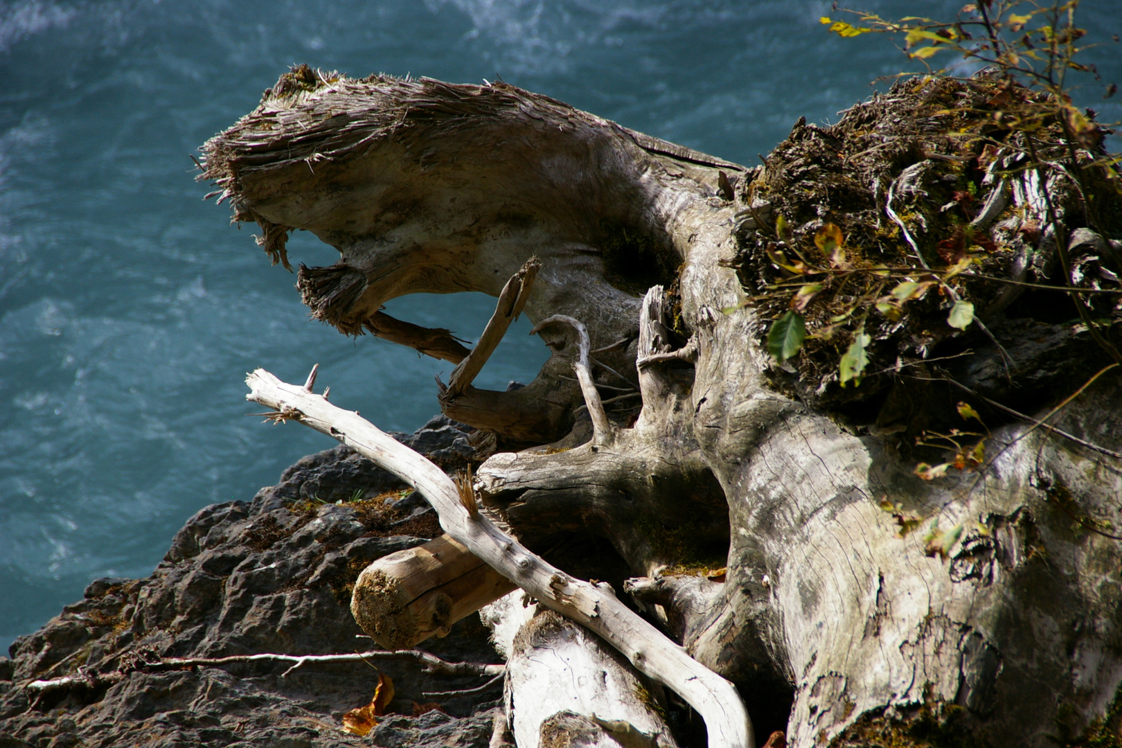 Wooden puma