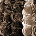 Wooden Roses