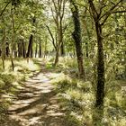 wooden runway