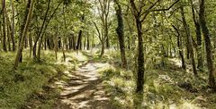 wooden runway