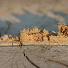 Wooden Skyline