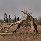 Woodhenge