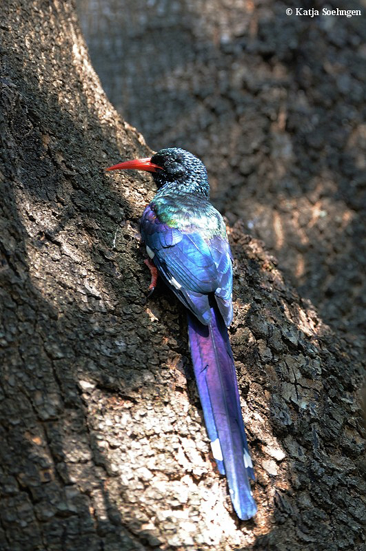 Woodhoopoe