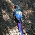 Woodhoopoe