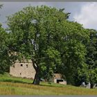 woodhouse bastle and ash tree 2 Northumberland