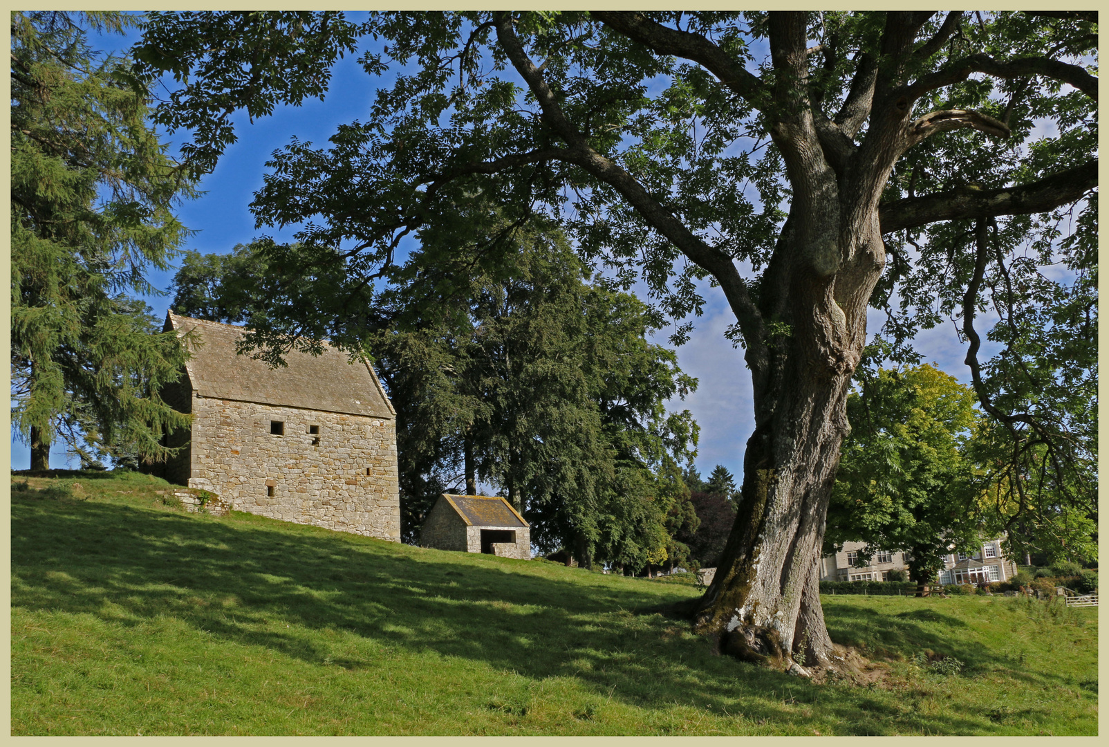 woodhouse bastle and ash tree Coquetdale