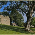 woodhouse bastle and ash tree Coquetdale