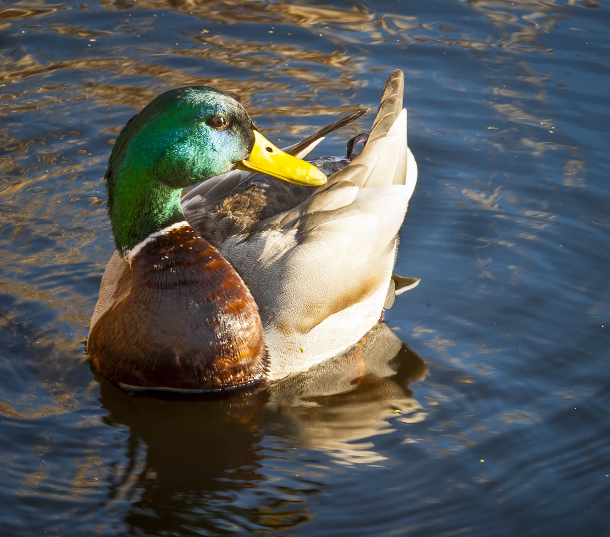 Woodlake Mallard